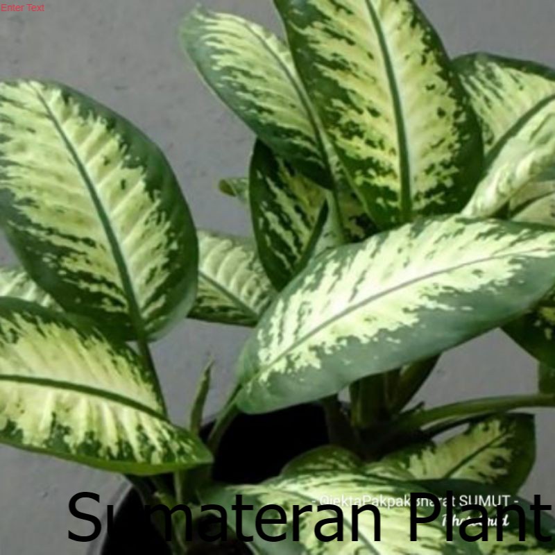 Aglonema Snow White Daun Sri Rejeki Dieffenbachia picta Beras wutah ; Jual Beli Tanaman Sumatera