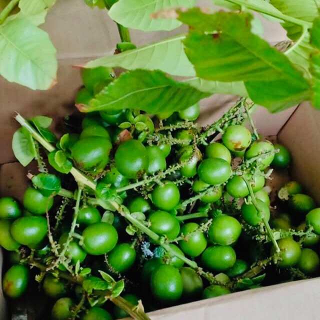 Buah matoa hijau 1 kg