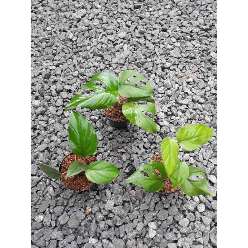 Tanaman Rhaphidophora Pertusa Raphidophora Pertusa