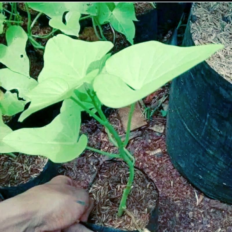 bibit tanam stek pohon ubi jalar/telo Cilembu madu(20 pohon)