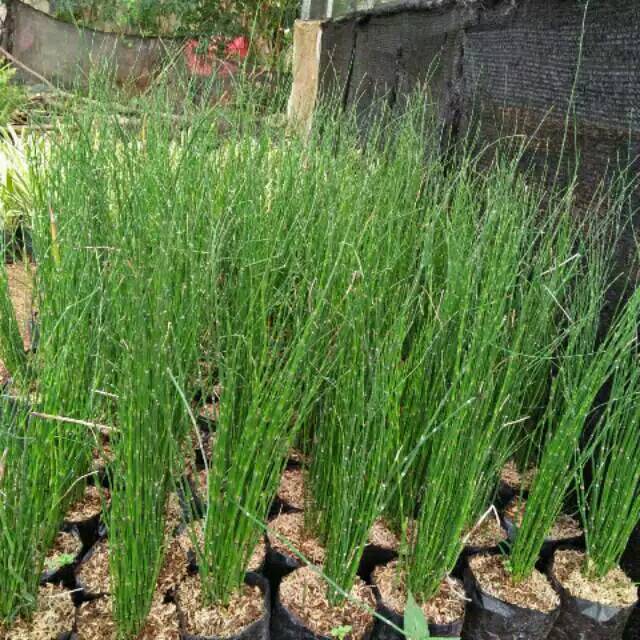 Tanaman bambu air-tanaman bambu lidi-tanaman air