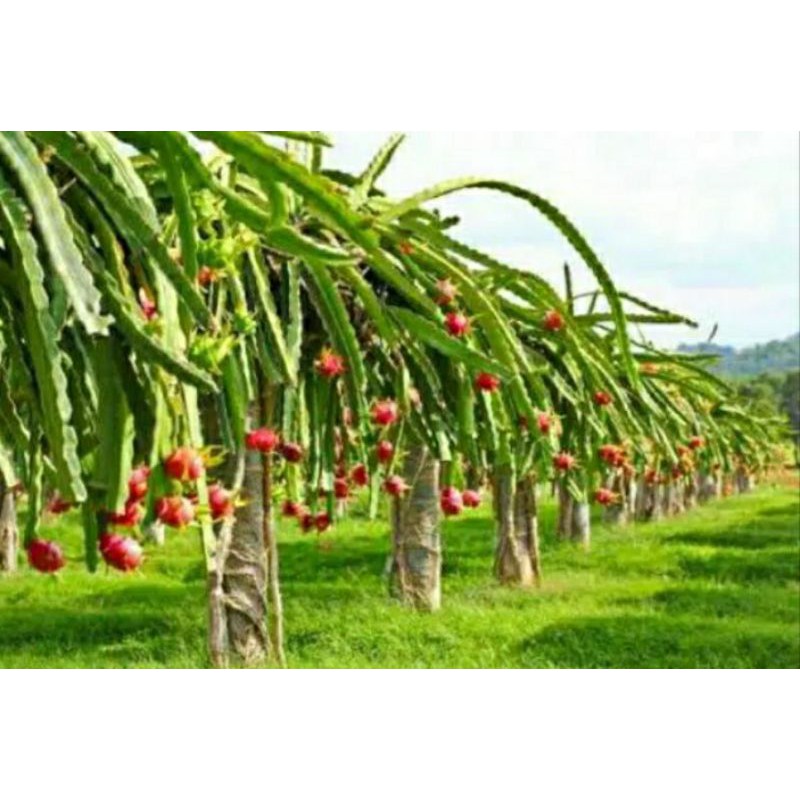 

bibit buah naga putih
