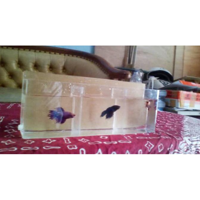 TERMUR@H aquarium dinding ikan cupang sekat 3