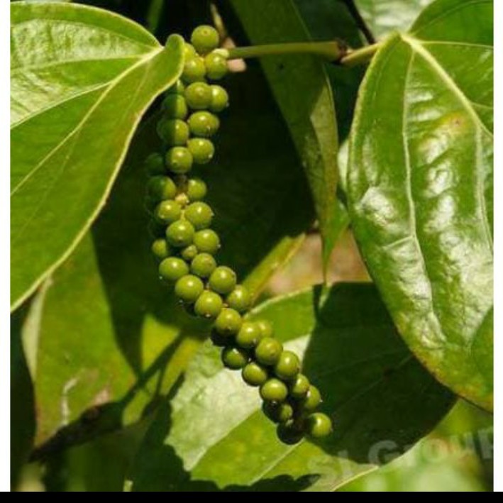 Bibit lada perdu jenis buah lebat