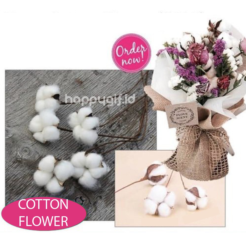 Cotton Flower Bunga Kapas Asli Single Stem Dekorasi Hiasan Bunga Artificial per tangkai-6