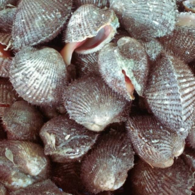 

Kerang bulu hidup