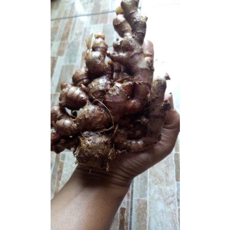 

jahe merah jumbo