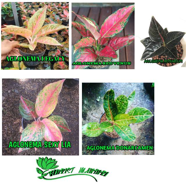 PAKET HEMAT 5 TANAMAN AGLONEMA ( LEGACY,RED VENUS,ROTUNDUM,SEXY LIA,DONARCAMEN)