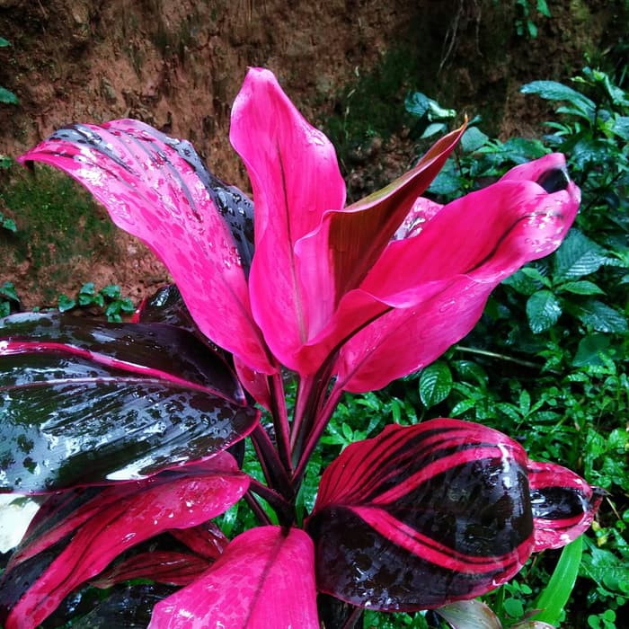 

TERBARU jual bibit tanaman hanjuang merah andong merah SEGAR