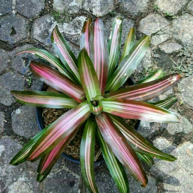 Bromelia three colour - bromelia tri colour - bromelia 3 warna - anisa flora
