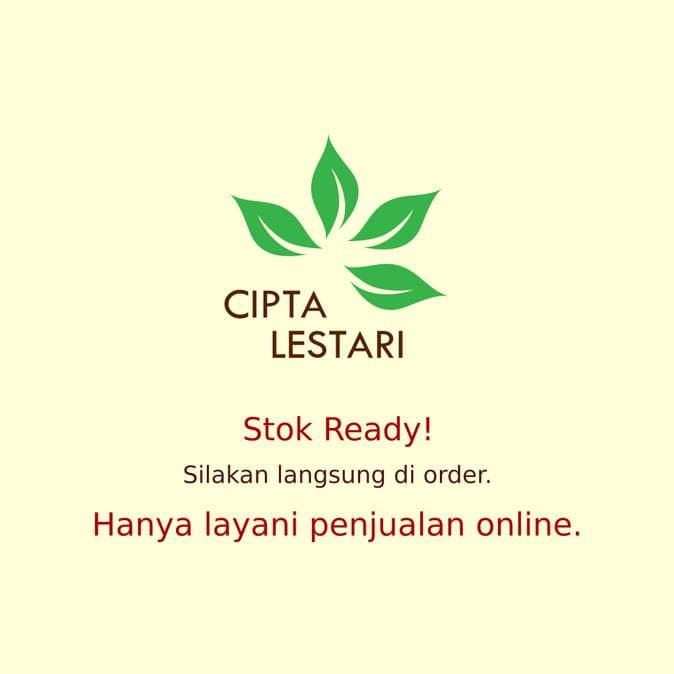 V3T Bibit Pohon Delima Merah - Herbal Buah Manis Gsp