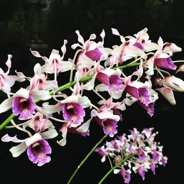 Dendrobium Nindii dewasa