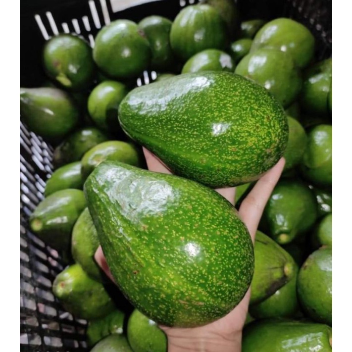 

ALPUKAT MENTEGA 1kg