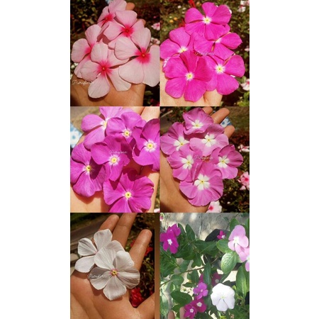 Seed bunga vinca mix/tlapak dara