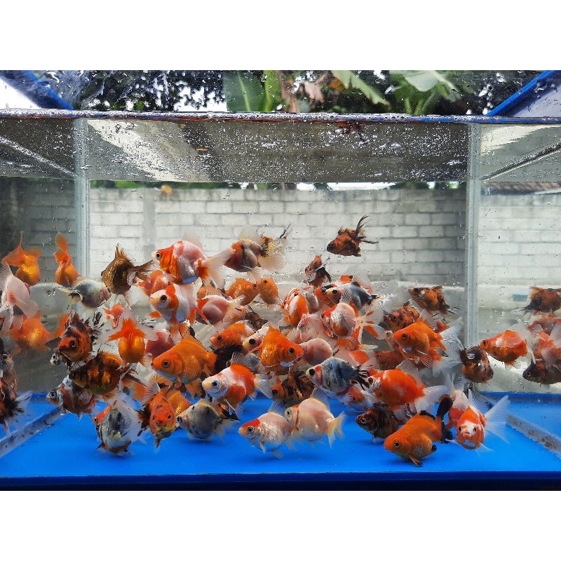 Mas Koki Ryukin Aquascape Termurah