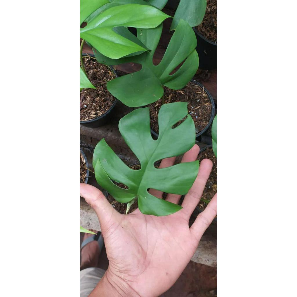 tanaman hias tanaman hidup MONSTERA MINI