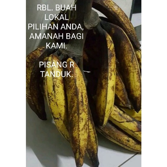 

PISANG RAJA TANDUK