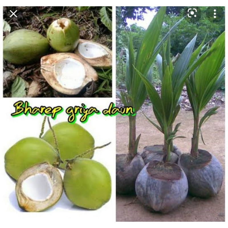 

KELAPA KOPYOR ORIGINAL 100% -COD