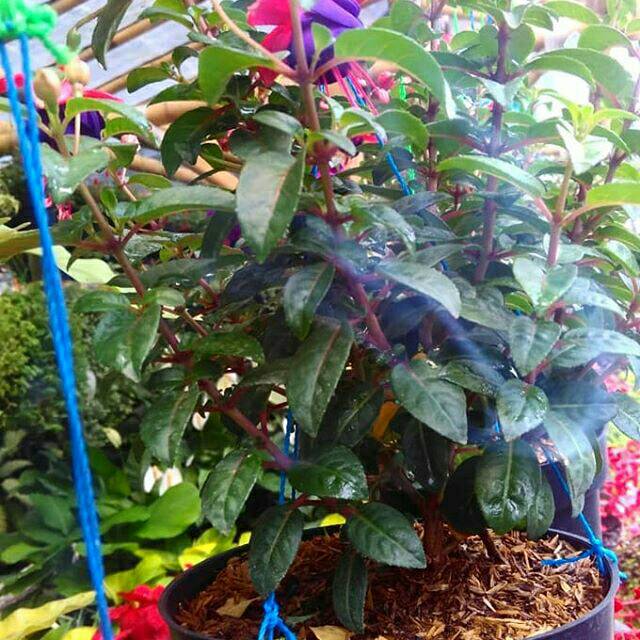 Fuchsia