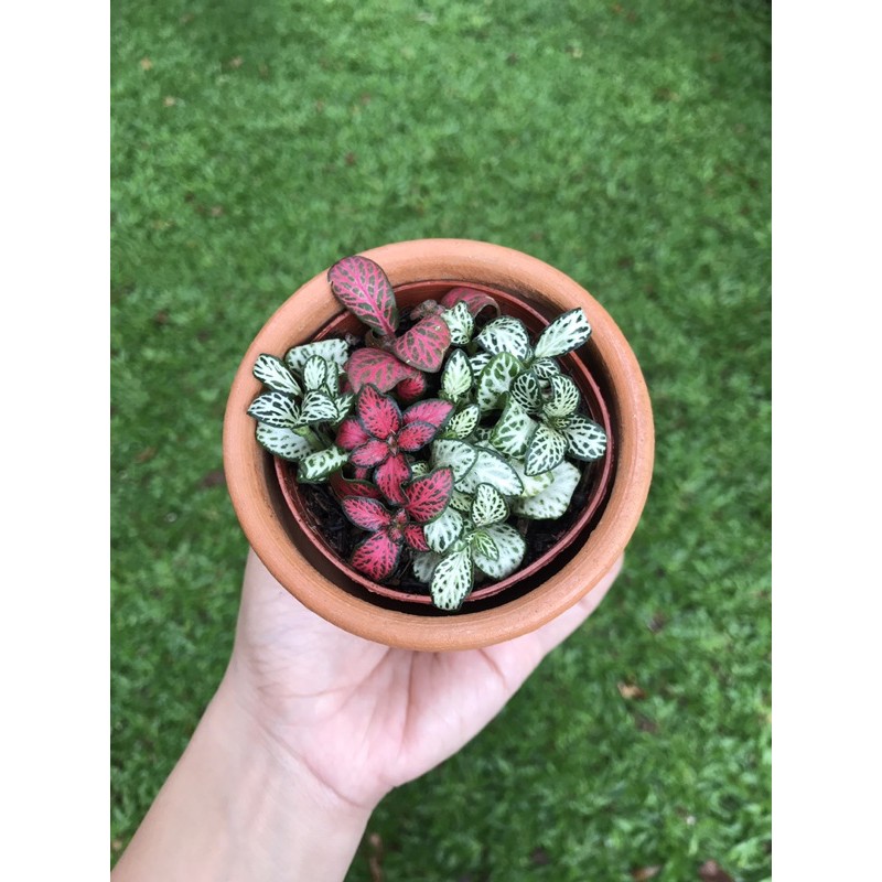 tanaman hias fittonia mix import + por terracotta terakota gerabah