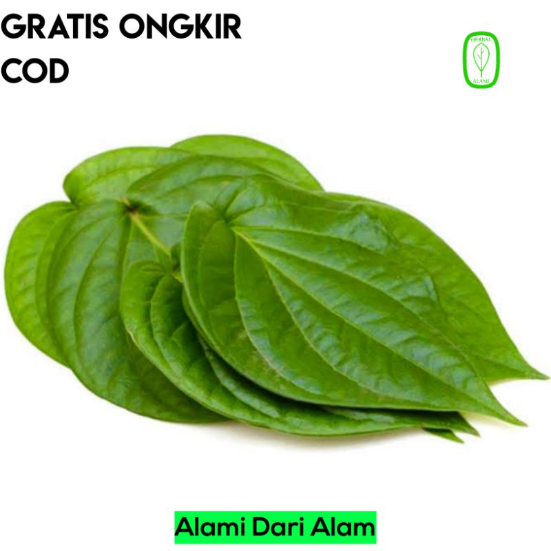 

Daun Sirih Segar Herbal Alami COD