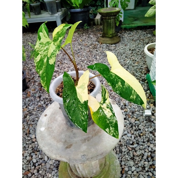 Tanaman Hias | Syngonium Yellow var