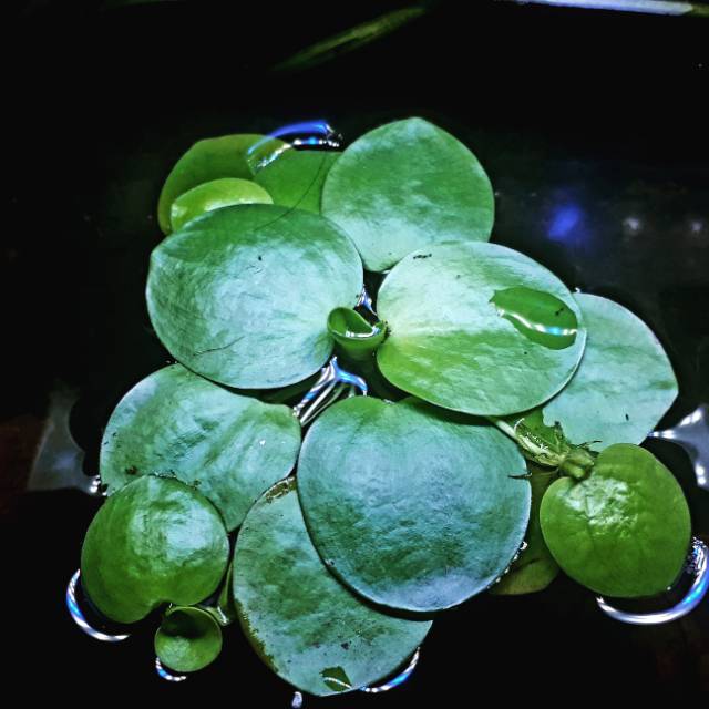  Amazon  Frogbit  Tanaman  Air  Apung Shopee Indonesia