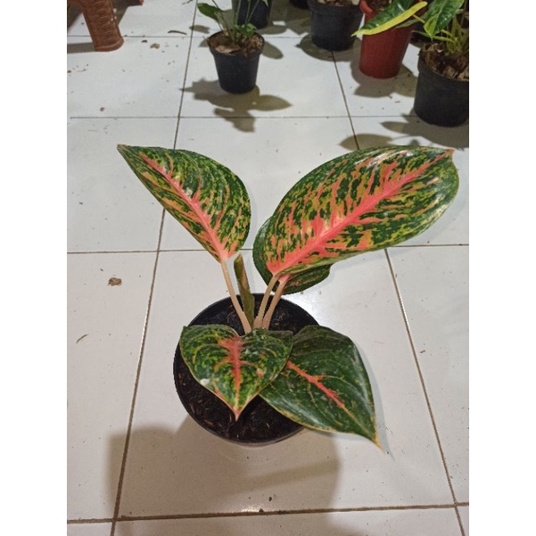 Aglaonema Big Papa , aglo big papa