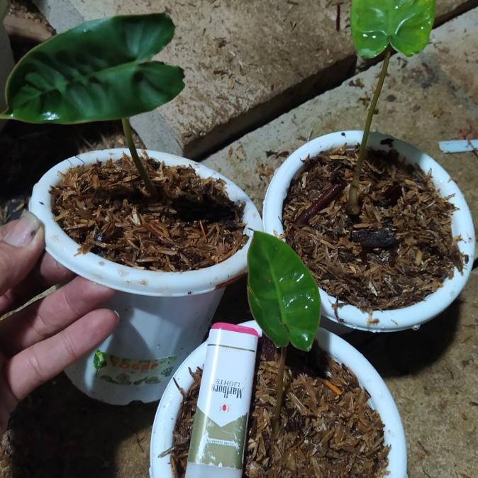 pohon philo dendron bilitae 1 daun pancing