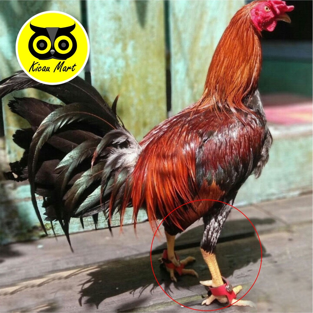 SEPATU ANTI BUBUL AYAM JAGO BANGKOK ADUAN SEPATU BUNGKUS KAKI ANTI BUBUL AYAM JAGO JUARA BUNGKUS BUBUL KAKI AYAM JAGO BANGKOK TARUNG ADUAN JUARA