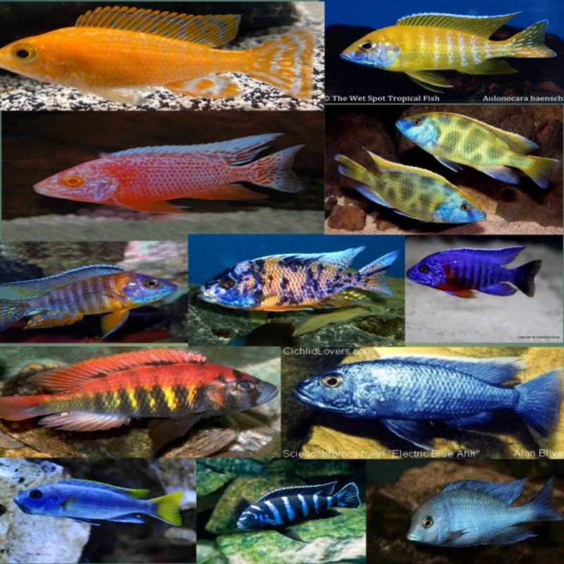 Paketan MIX Aulonocara, Hap dan Mbuna 10 ekor