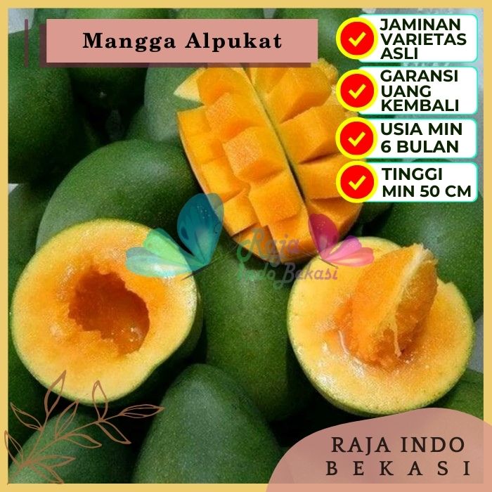 Bibit Tanaman Buah MANGGA ALPUKAT Premium