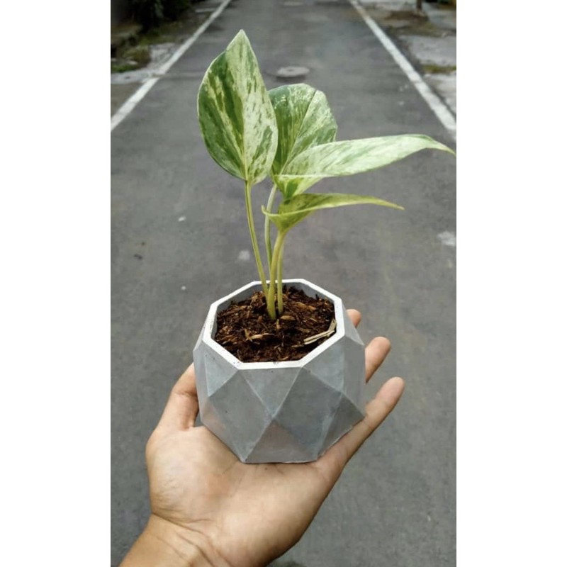 Pot Semen Kaktus Sukulen