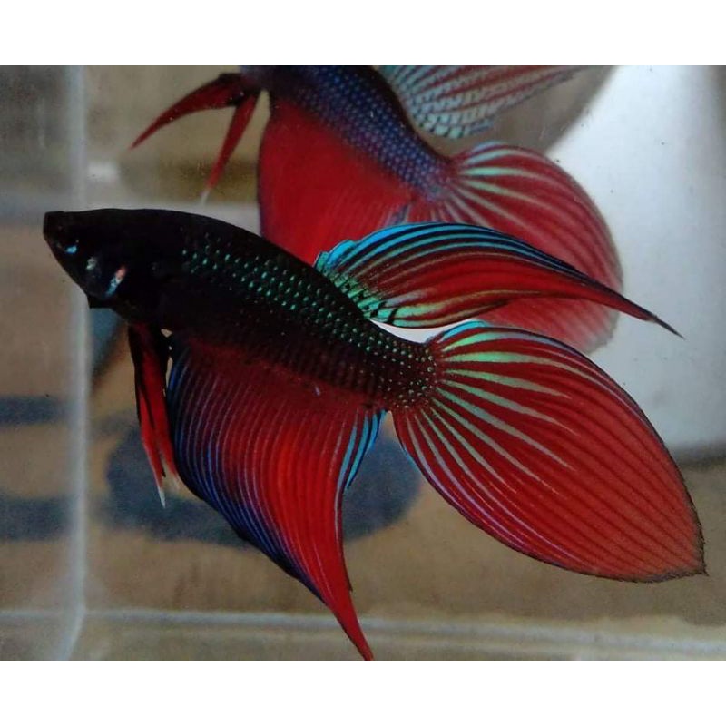 Veil Tail betta Sp