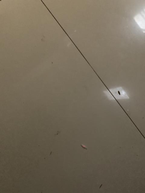 Botol Plastik Hdpe Elip 100ml Putry Fliptop / Botol Kosmetik Putry