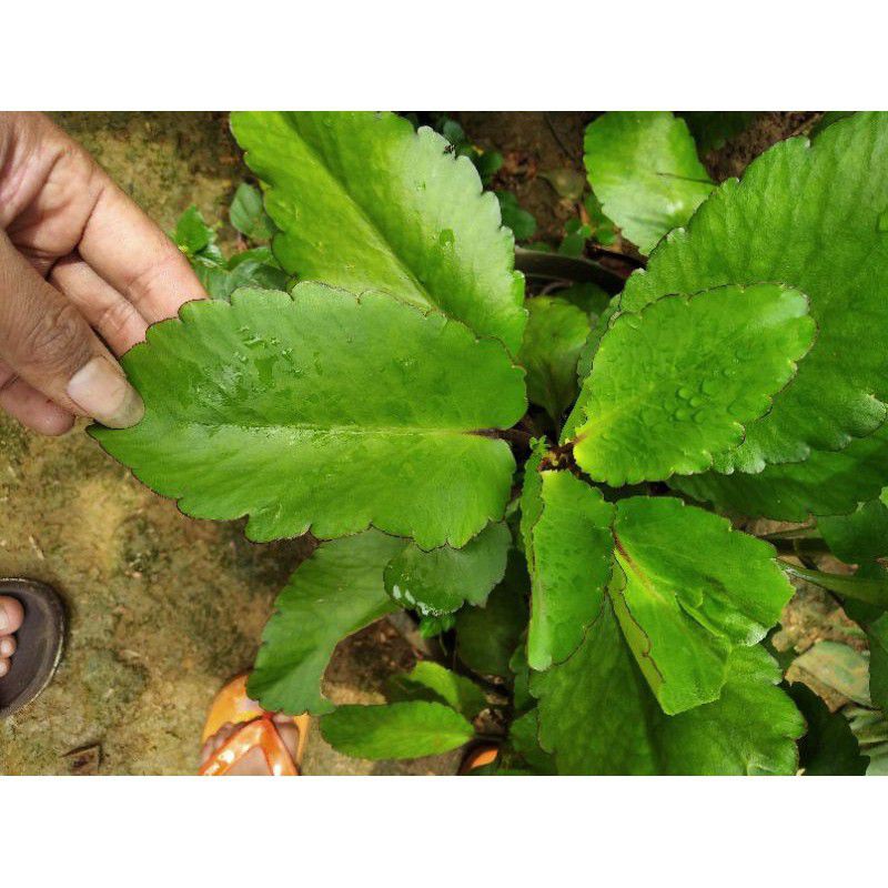 Daun cocor bebek organik | daun buntiris | daun herbal