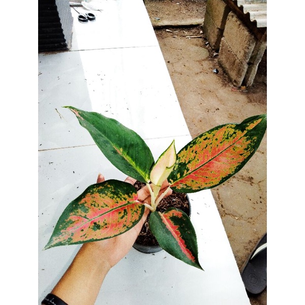 AGLONEMA KOCHIN MONFORI/KOCHIN MONPORI - TANAMANHIAS