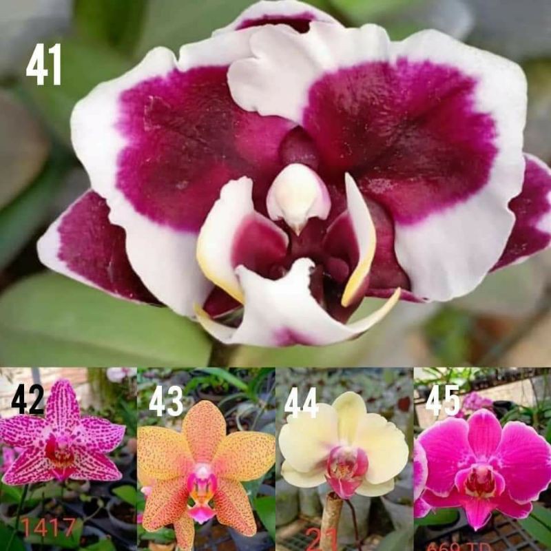 paket anggrek 3 remaja bulan bonus pupuk growmore