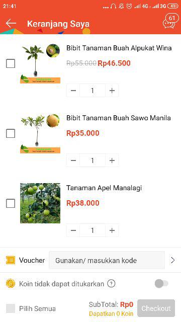 Bibit Tanaman Buah Alpukat Wina