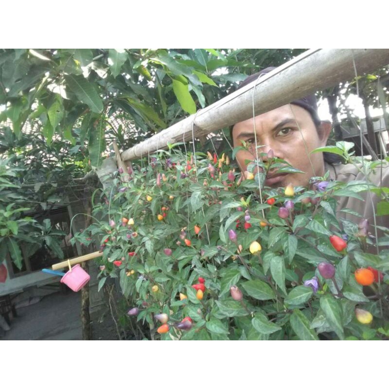 Cabe Bolivian rainbow