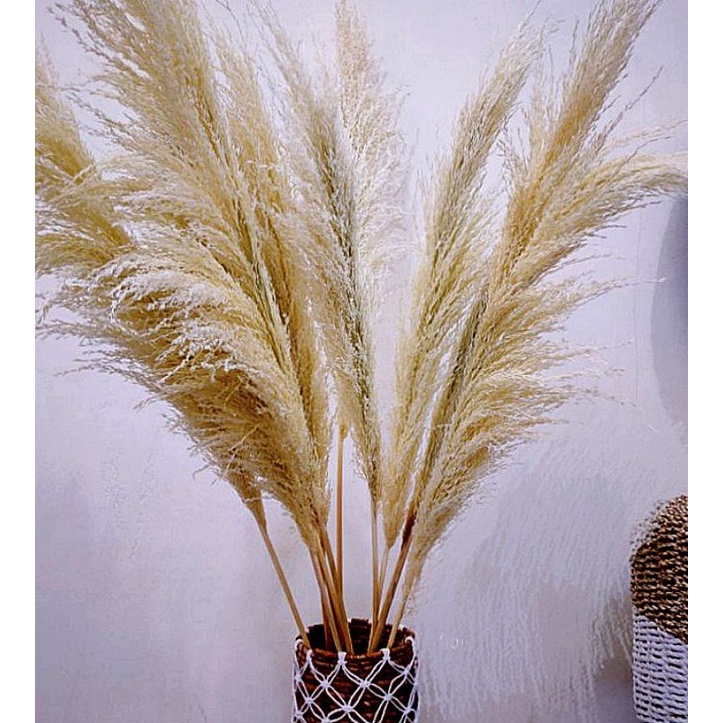 pampas bleching super | pampas bulu bleching | bahan dekorasi