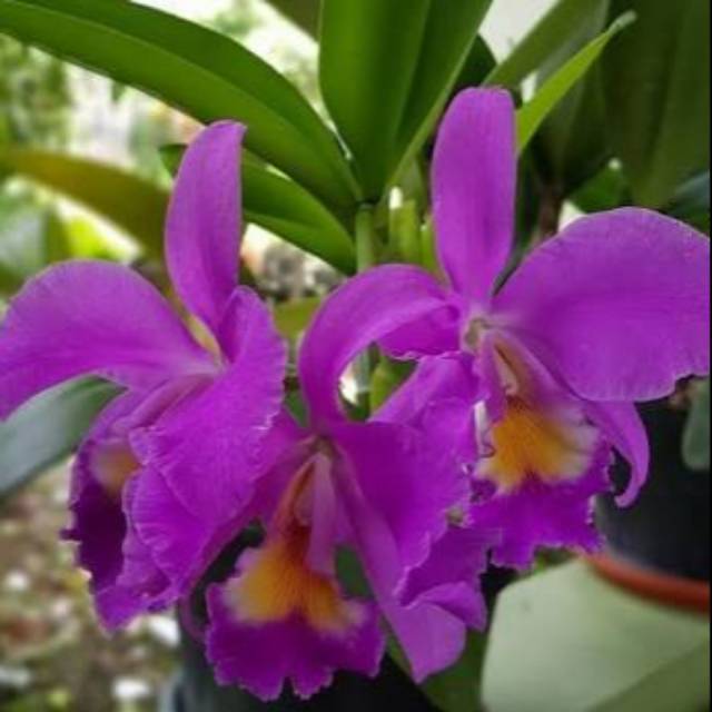 Anggrek Cattleya Mantini