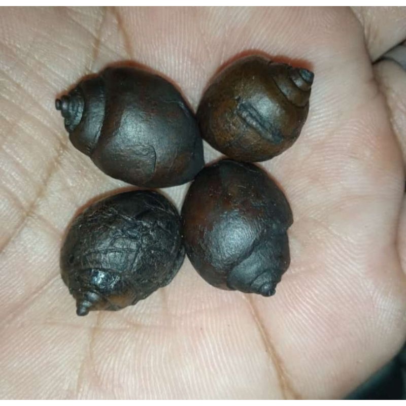 keong buntet bbs
