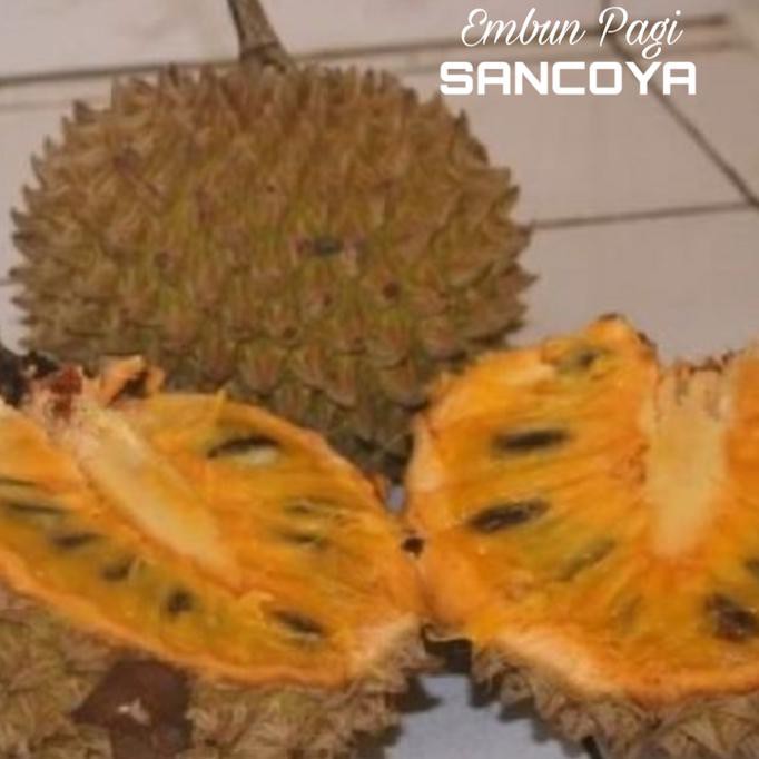 TERLARIS Bibit Pohon Buah Srikaya Durian Sancoya langka