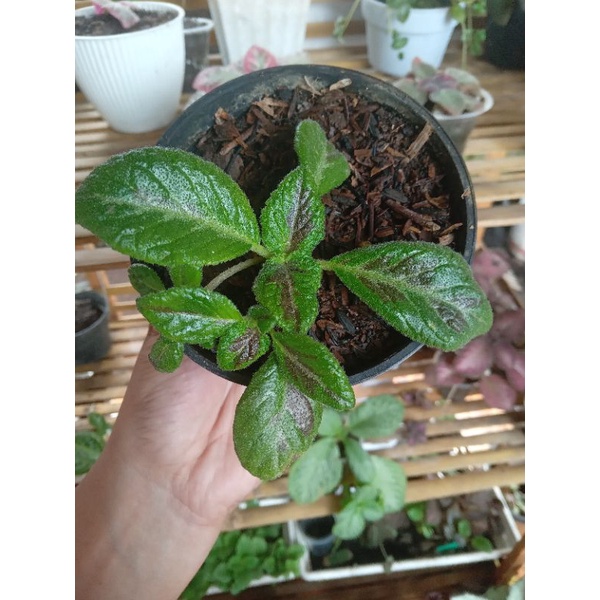 Episcia Dream Line Bunga Kuning