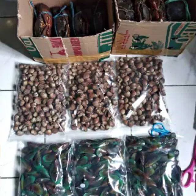 

Kerang dara hidup segar 500gr