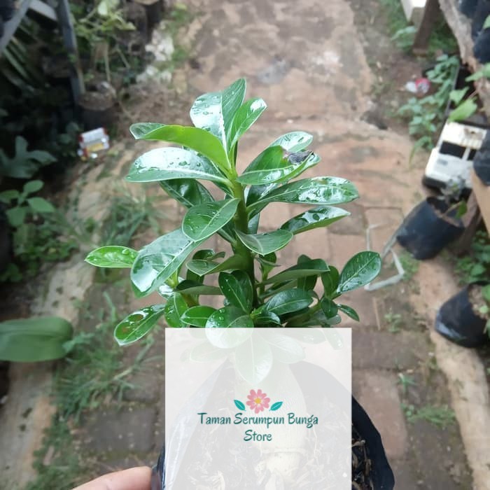 _ BONSAI ADENIUM ARABICUM-bibit tanaman bonsai adenium arabicum
