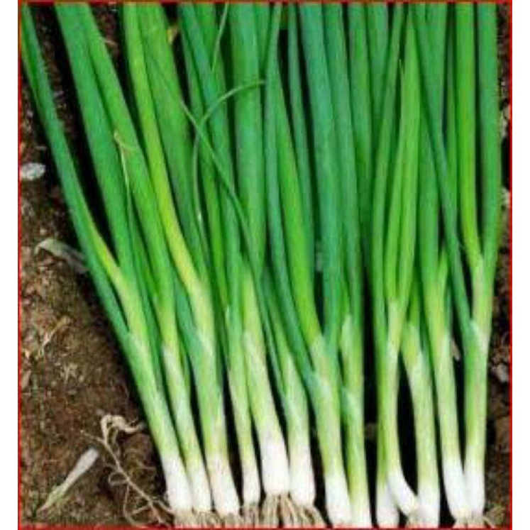 

DAUN BAWANG SEGAR SUDAH BERSIH