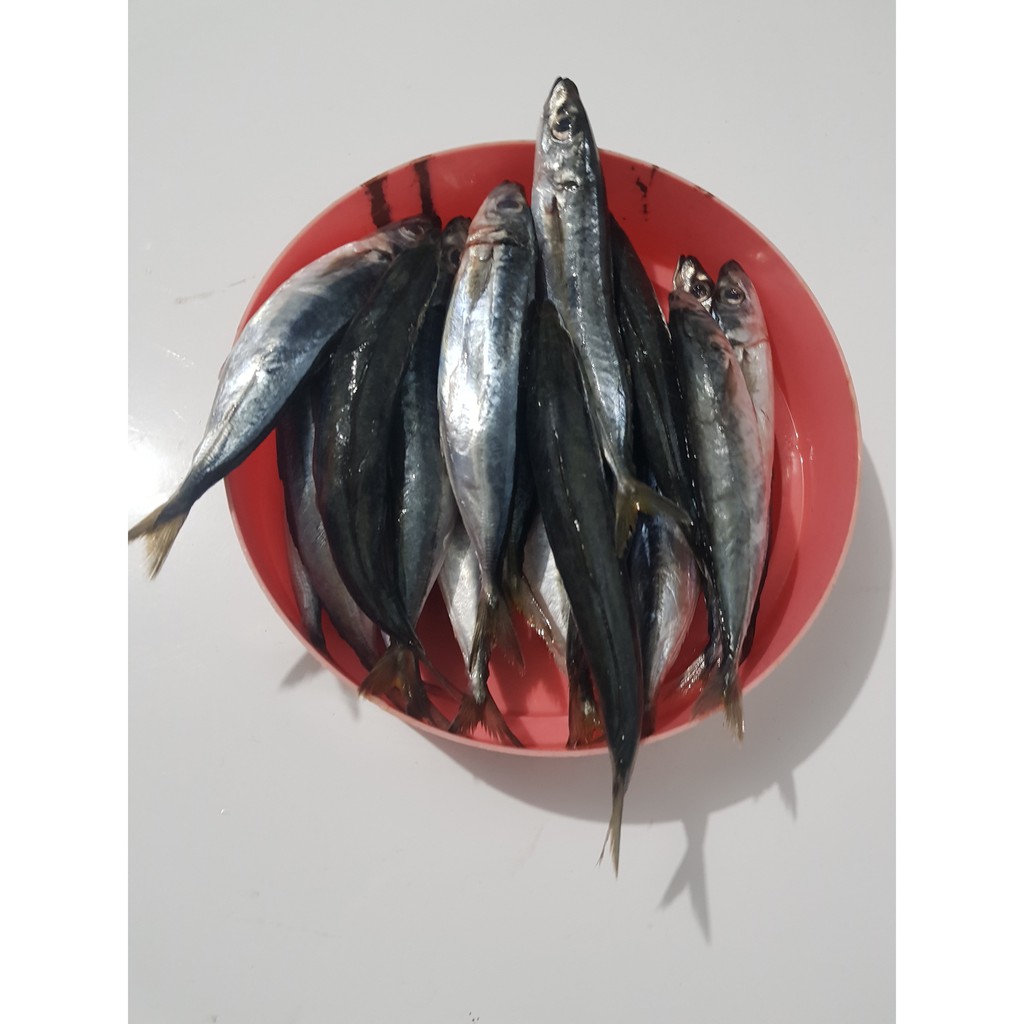 

Ikan Layang kecil