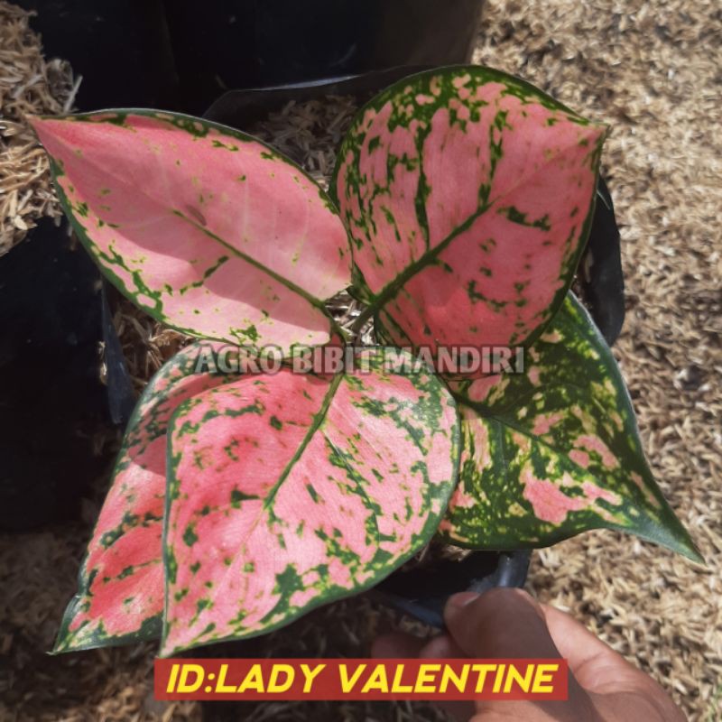AGLONEMA LADY VALENTINE REMAJA